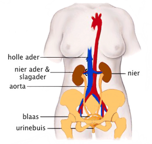 ligging van de nieren