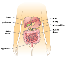 buikorganen