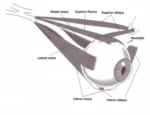 afbeelding van de oogspieren