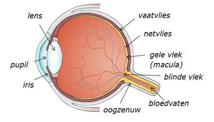 oog
